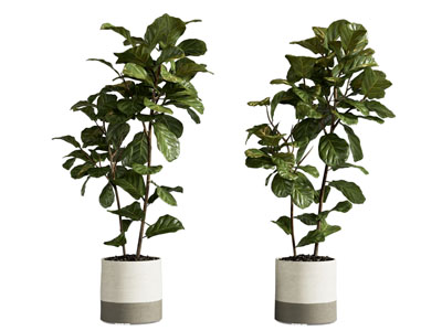 现代植物盆栽