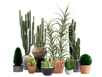 植物仙人掌组合