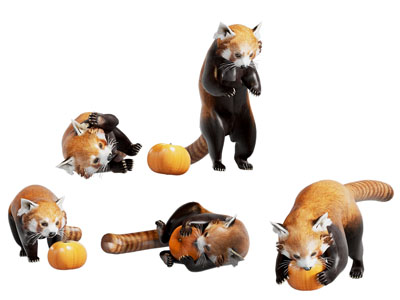 现代小熊猫 爬行动物