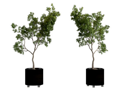 现代盆栽绿植盆景