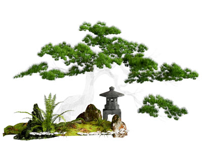 乔木 景观树 松树造景 罗汉松 庭院小品