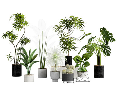 绿植盆栽 植物盆栽 仙人掌 盆景