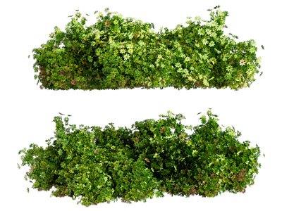 植物堆