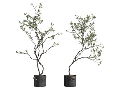 侘寂植物盆栽 绿植盆栽
