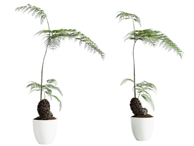 盆栽 蕨类 绿植摆件