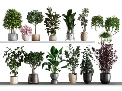现代绿植盆栽组合 花盆 发财树 橡胶树 花卉 黑金刚 盆