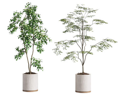绿植盆栽