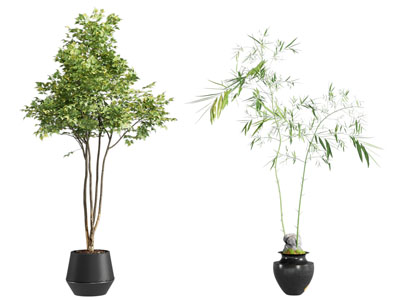 绿植 盆栽 植物