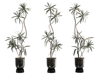 盆栽 植物摆件 绿植摆件 室内植物