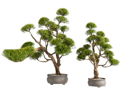 新中式盆栽植物 松树 盆景