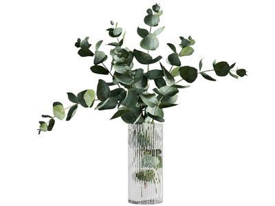 现代水生植物