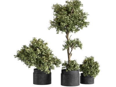 现代植物盆栽