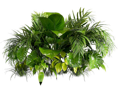 灌木 灌木 花草 草丛 绿化带 低矮植物 热带植物