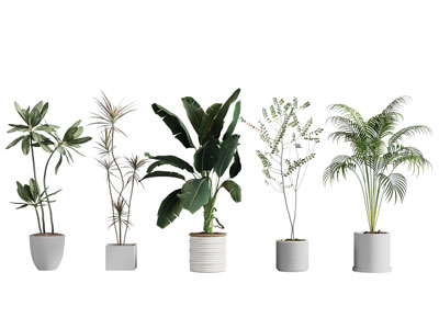 绿植盆栽