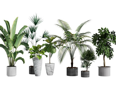 现代绿植盆栽
