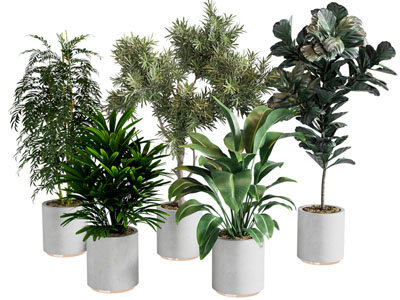 现代植物盆栽