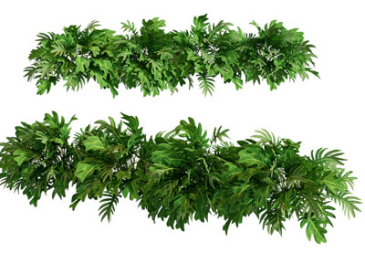 现代灌木植物