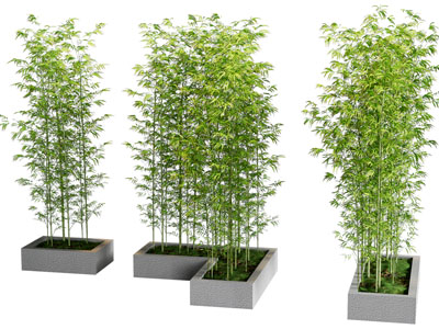 新中式花坛竹子盆景盆栽植物
