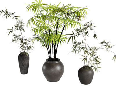 现代花盆盆栽植物