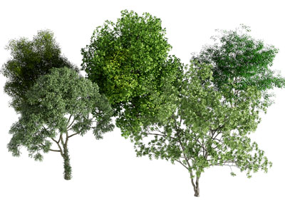 绿植树外景绿植景观树