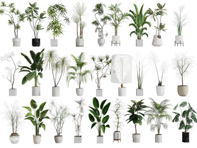 绿植盆栽 植物盆栽 盆栽组合
