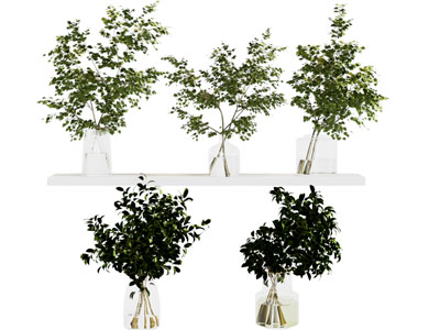 水生植物 绿植花瓶