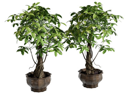 新中式绿植 植物盆栽