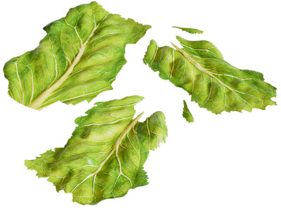 生菜 蔬菜 菜叶 食物