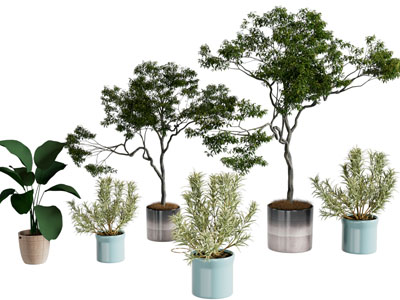 现代植物盆栽