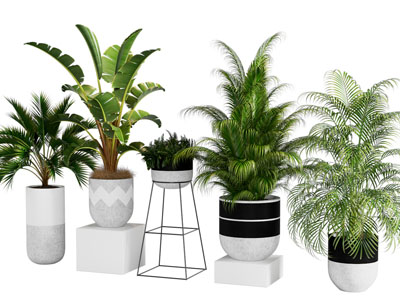 现代绿植盆栽组合