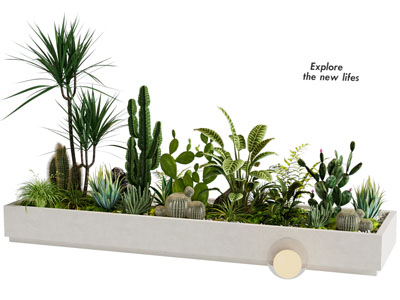 植物堆 植物组合 仙人掌造景 绿植 盆栽 花箱花池