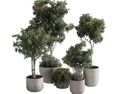 绿植盆栽