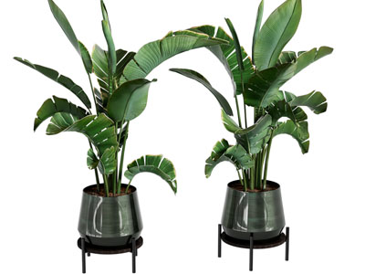现代植物盆栽