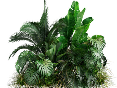 现代植物