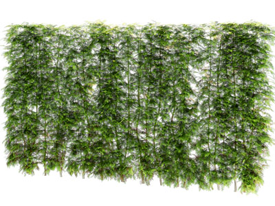 现代植物墙