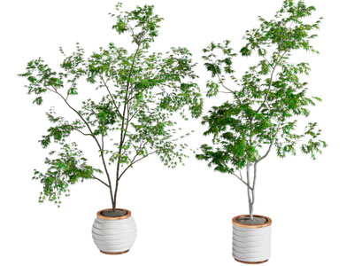 现代绿植盆栽盆景