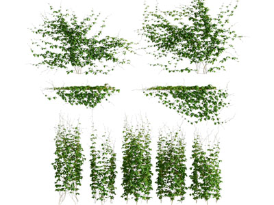 现代爬墙虎植物藤蔓