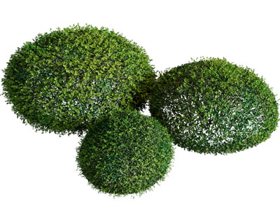 植物灌木
