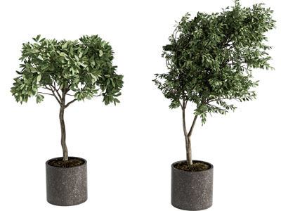 现代绿植盆栽
