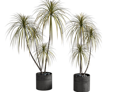 现代植物盆栽