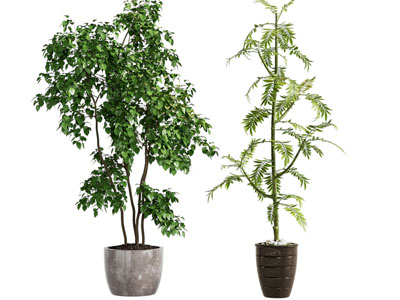 现代植物盆栽