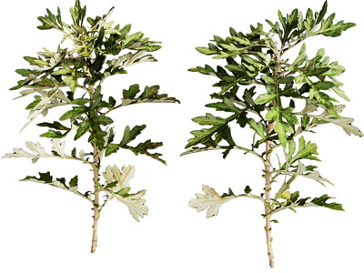 艾蒿植物花草