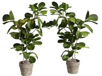 植物盆栽 绿植