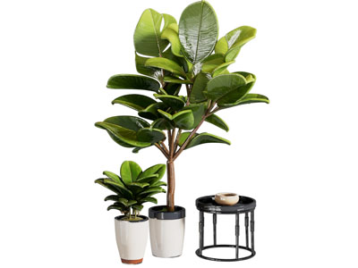 现代绿植盆栽