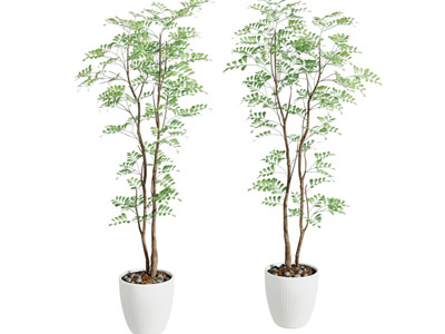 现代植物 绿植盆栽 树影 光影