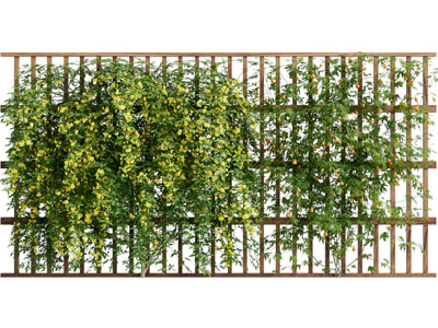 现代绿植藤蔓