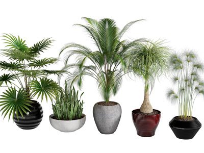 现代绿植盆栽组合