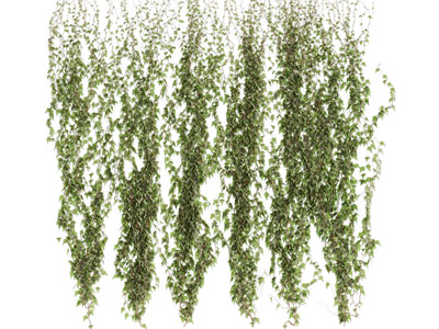 现代爬墙虎藤曼植物