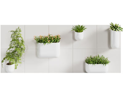 现代文心兰小盆栽植物墙