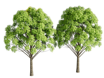 现代景观树 植物小叶樟